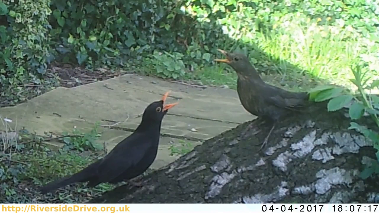 Blackbird Courtship Open Beaks