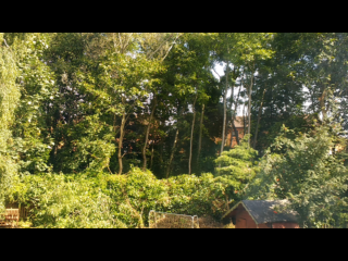 Tree Management behind Orchid Grove